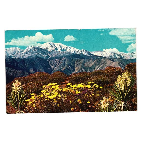 Vintage Postcard Springtime On The Desert Spanish Bayonet, Joshua Tree Dandelion - Picture 1 of 2